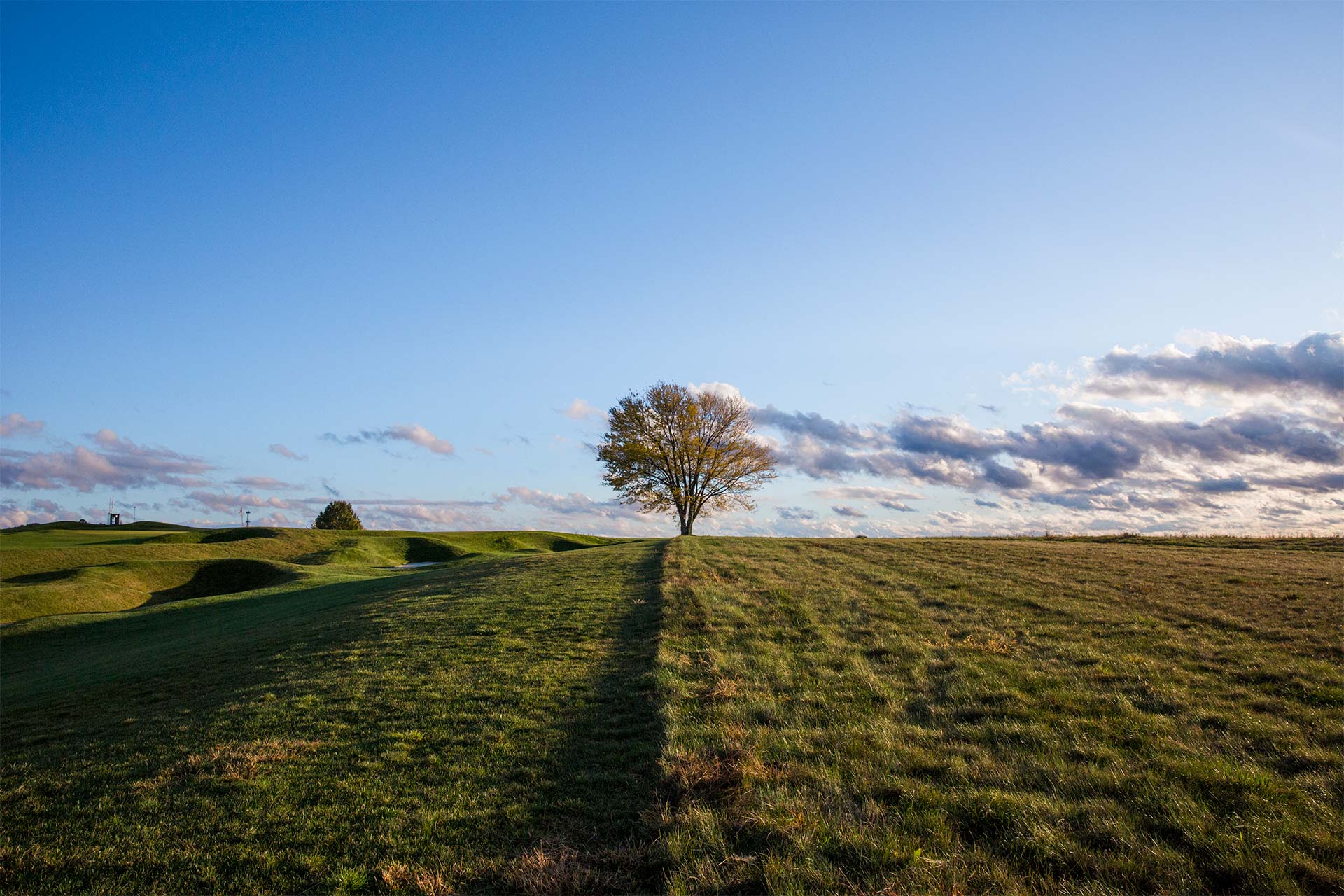 one tree in a large empty field