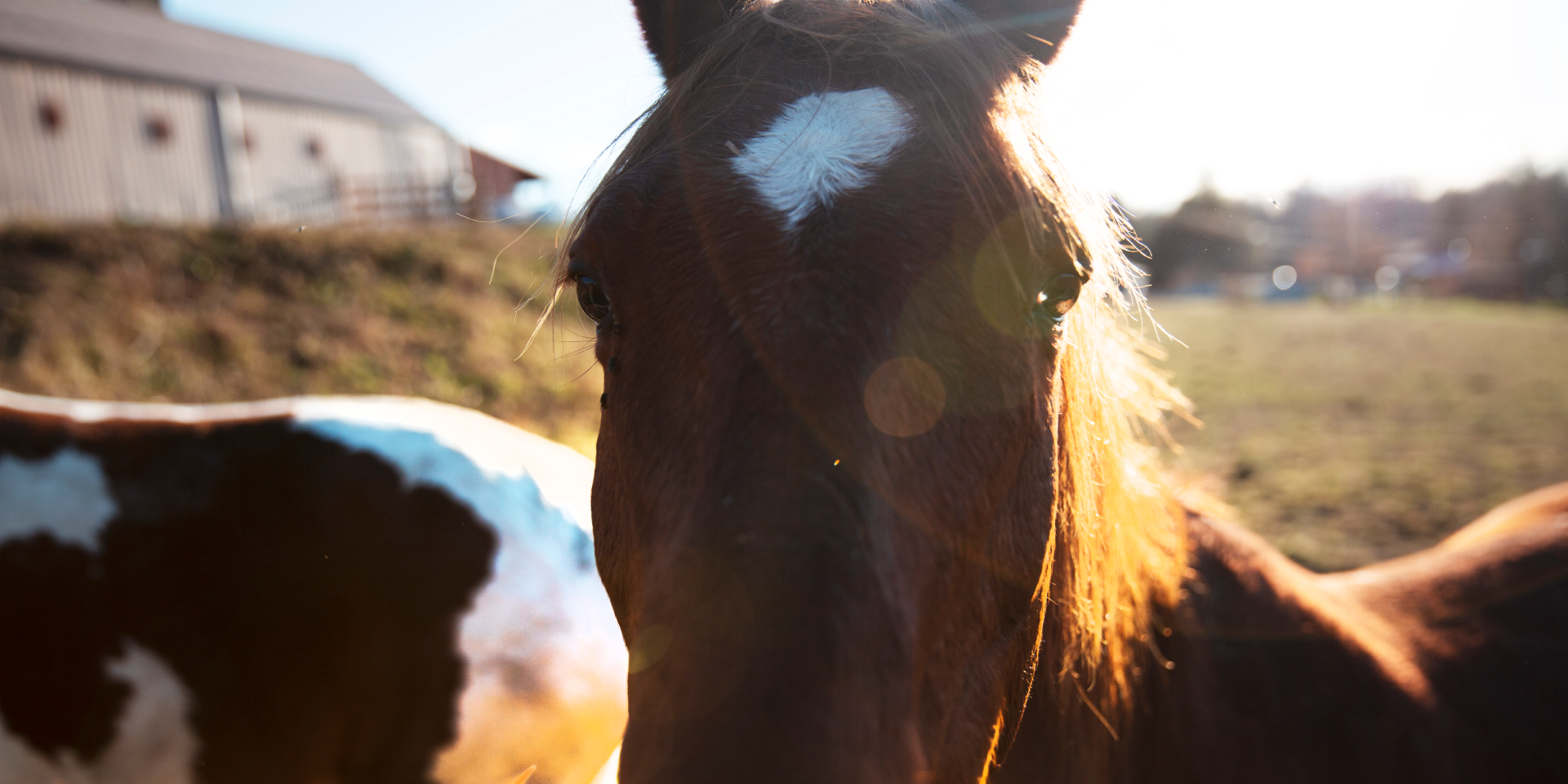 pony rides