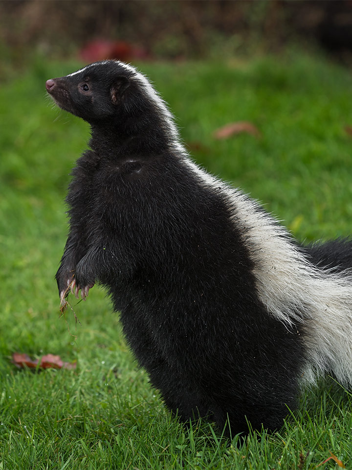Skunk standing up on grass