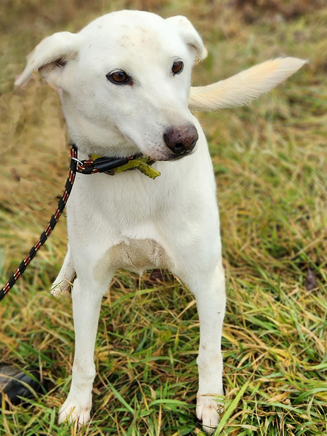 Sled Dog Mooney, female, 7 years old