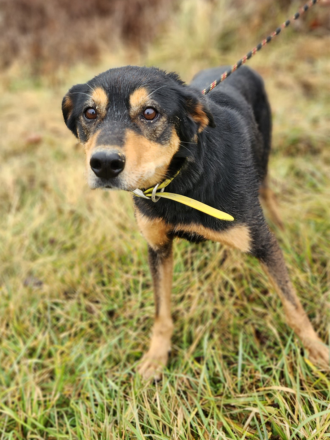 Sled Dog Nora, female, 9 years old