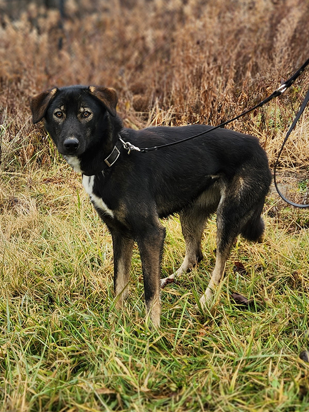 Sled Dog Salem, female, 1 year old