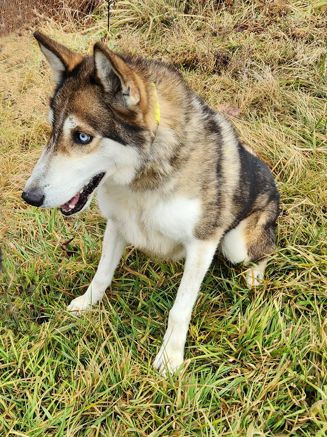 Sled Dog Smokey, male, 7 years old