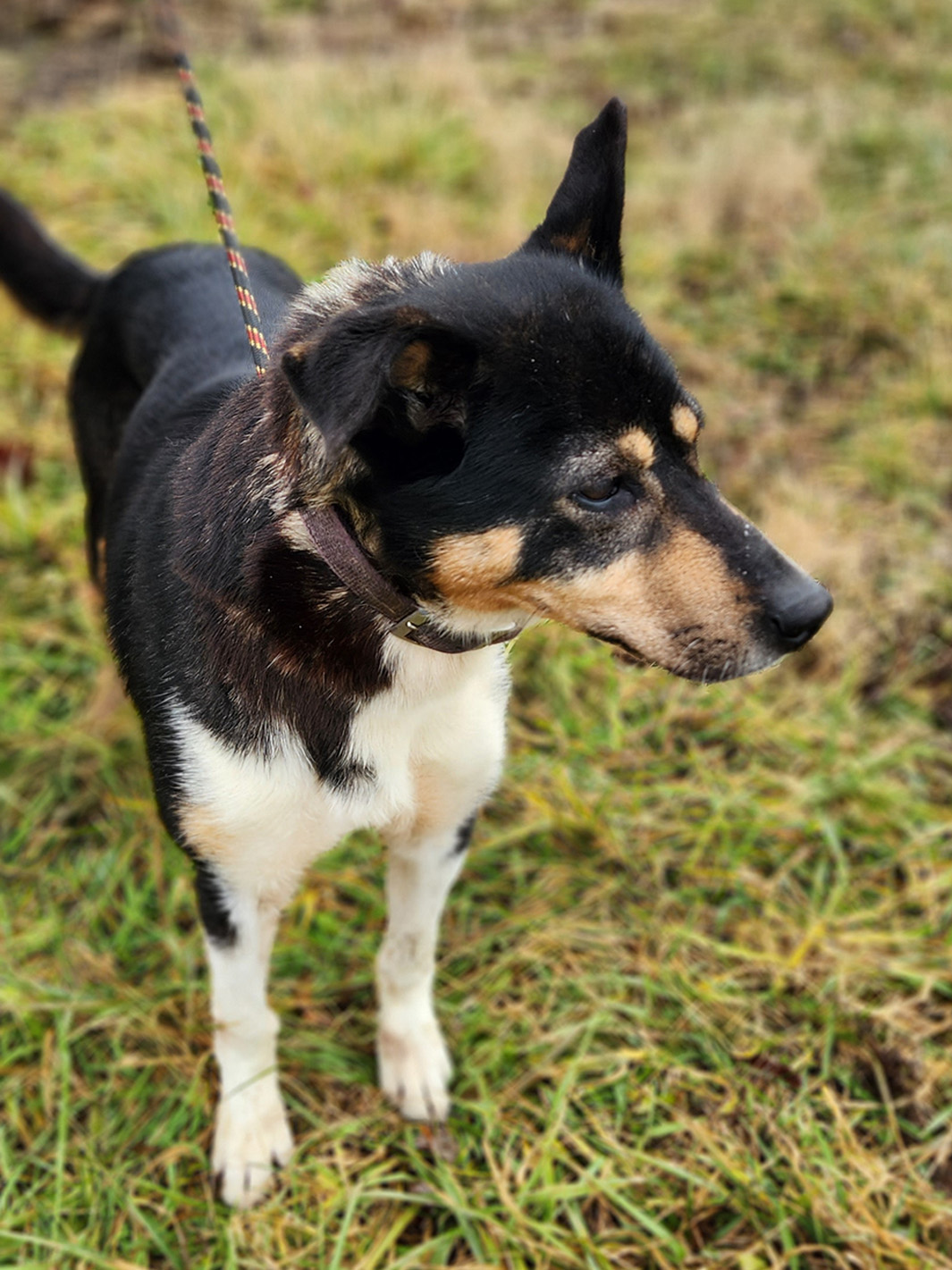 Sled Dog Snowhook, female, 8 years old