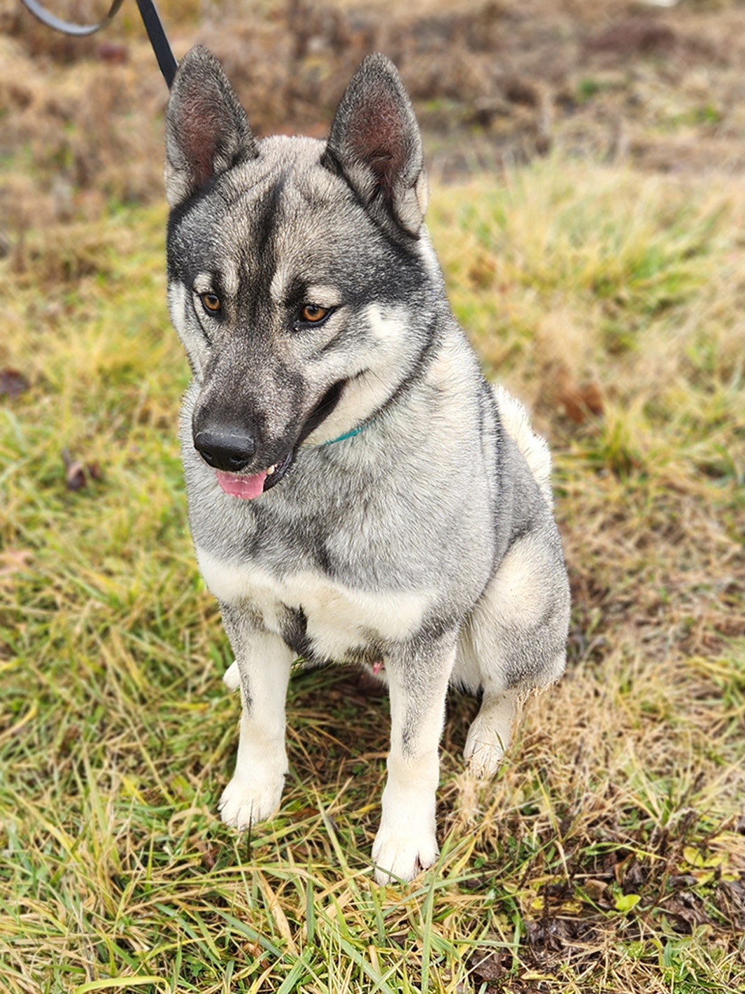 Sled Dog Sven, male, 1 year old