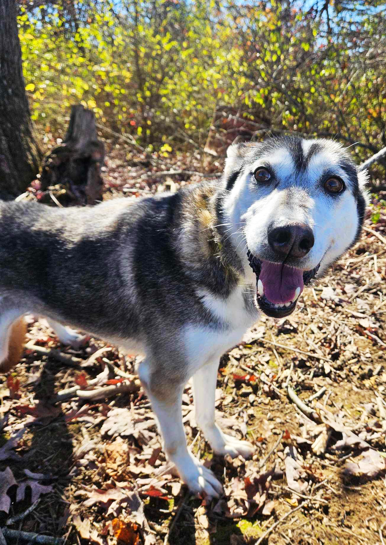 brown and white sled dog