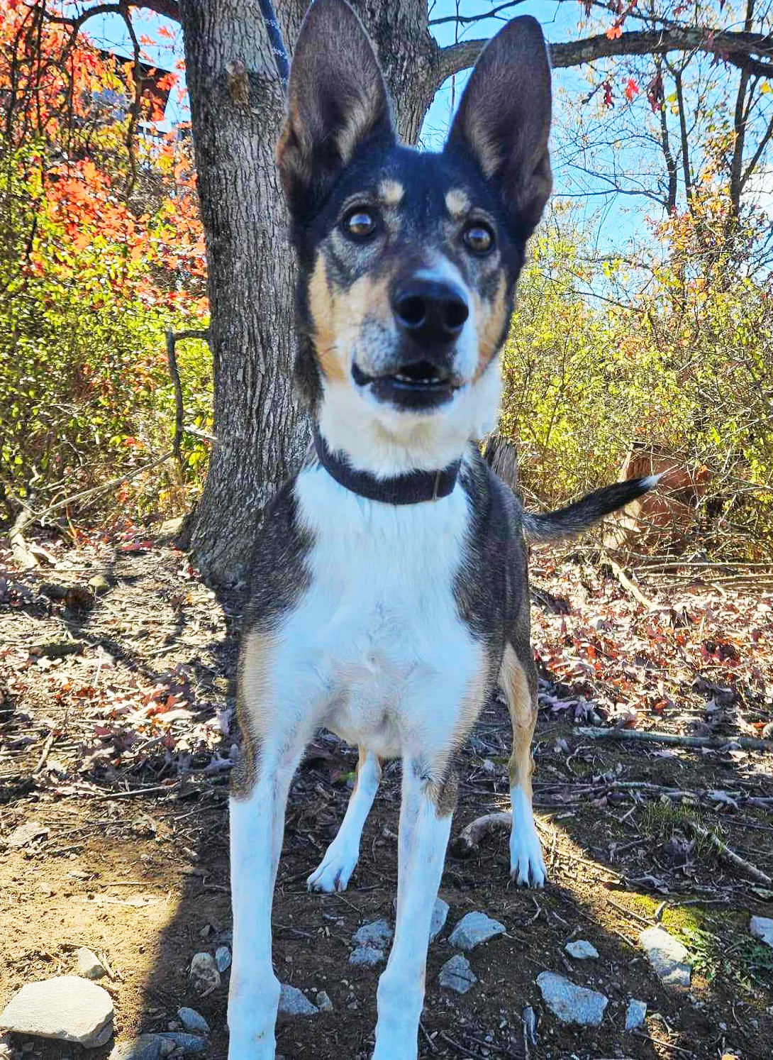 black, white, and cream-cored sled dog with perky ears