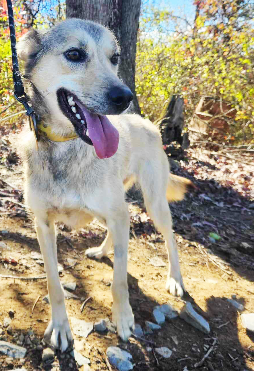 white sled dog with gray markings on forehead