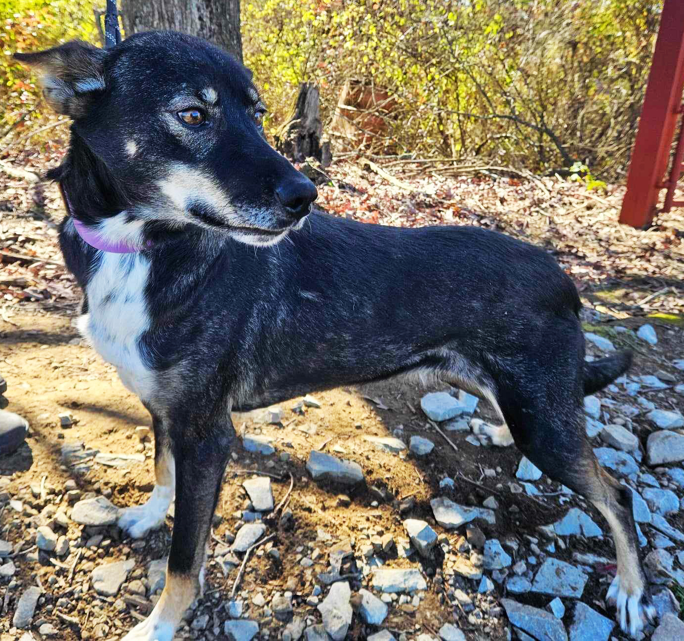 black sled dog with white chest