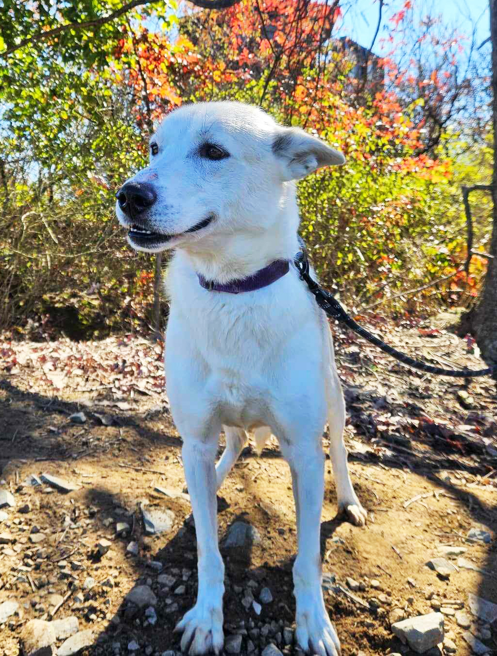 white sled dog