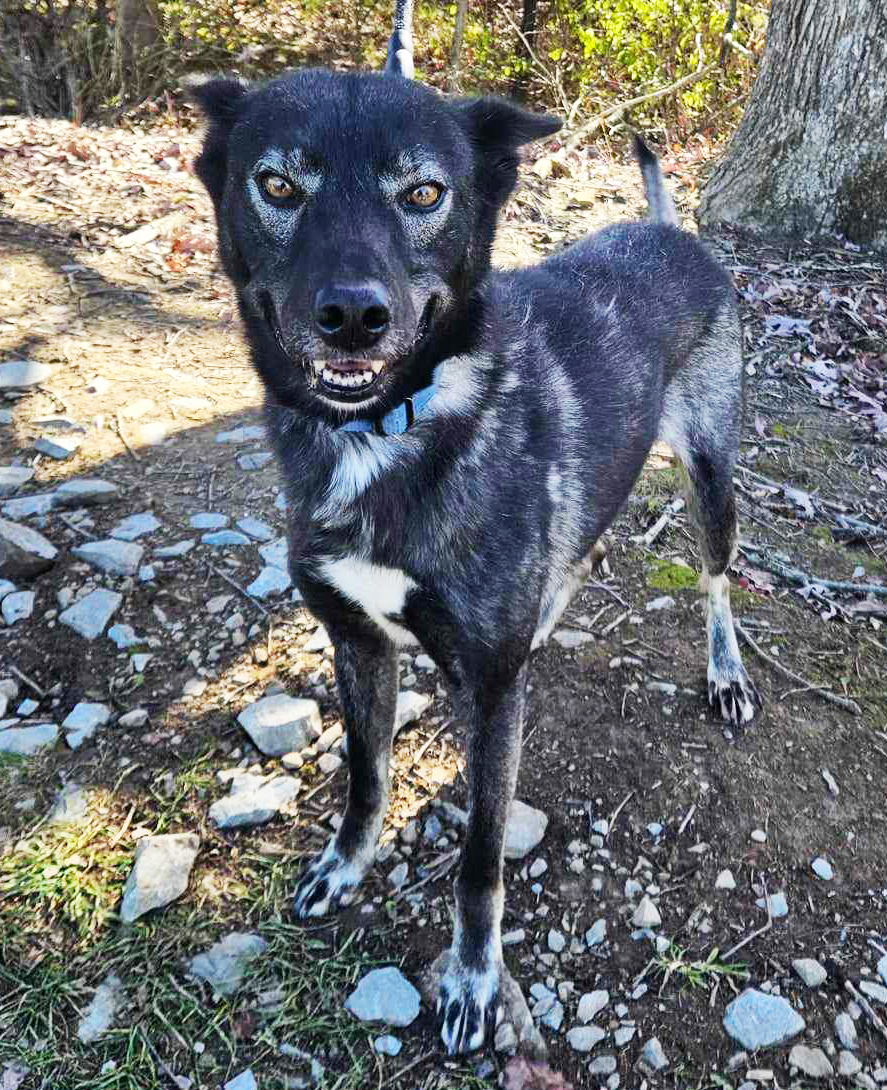 Black dog with white spots standing in the woods