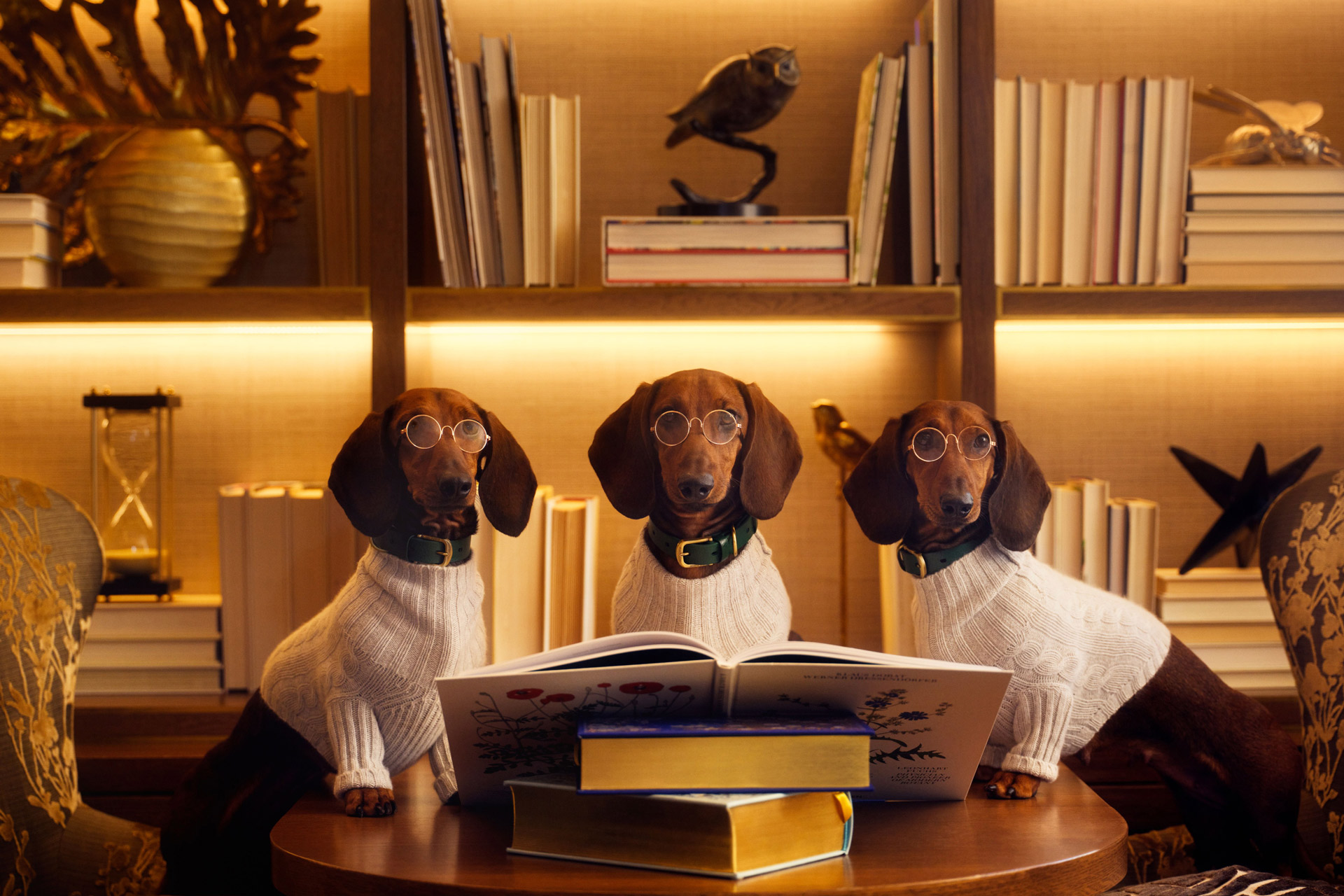 Click here to open the gallery overlay for the image: three dogs with glasses reading a book as part of a gallery decorative page