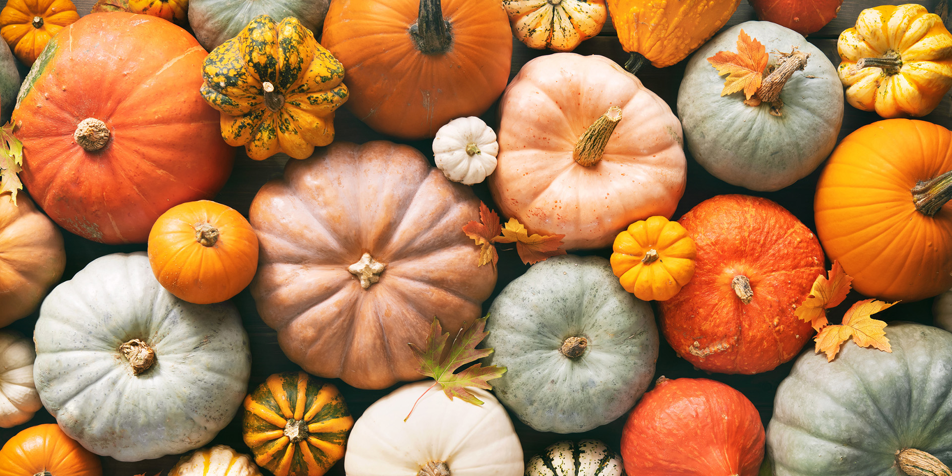 pumpkins in a patch