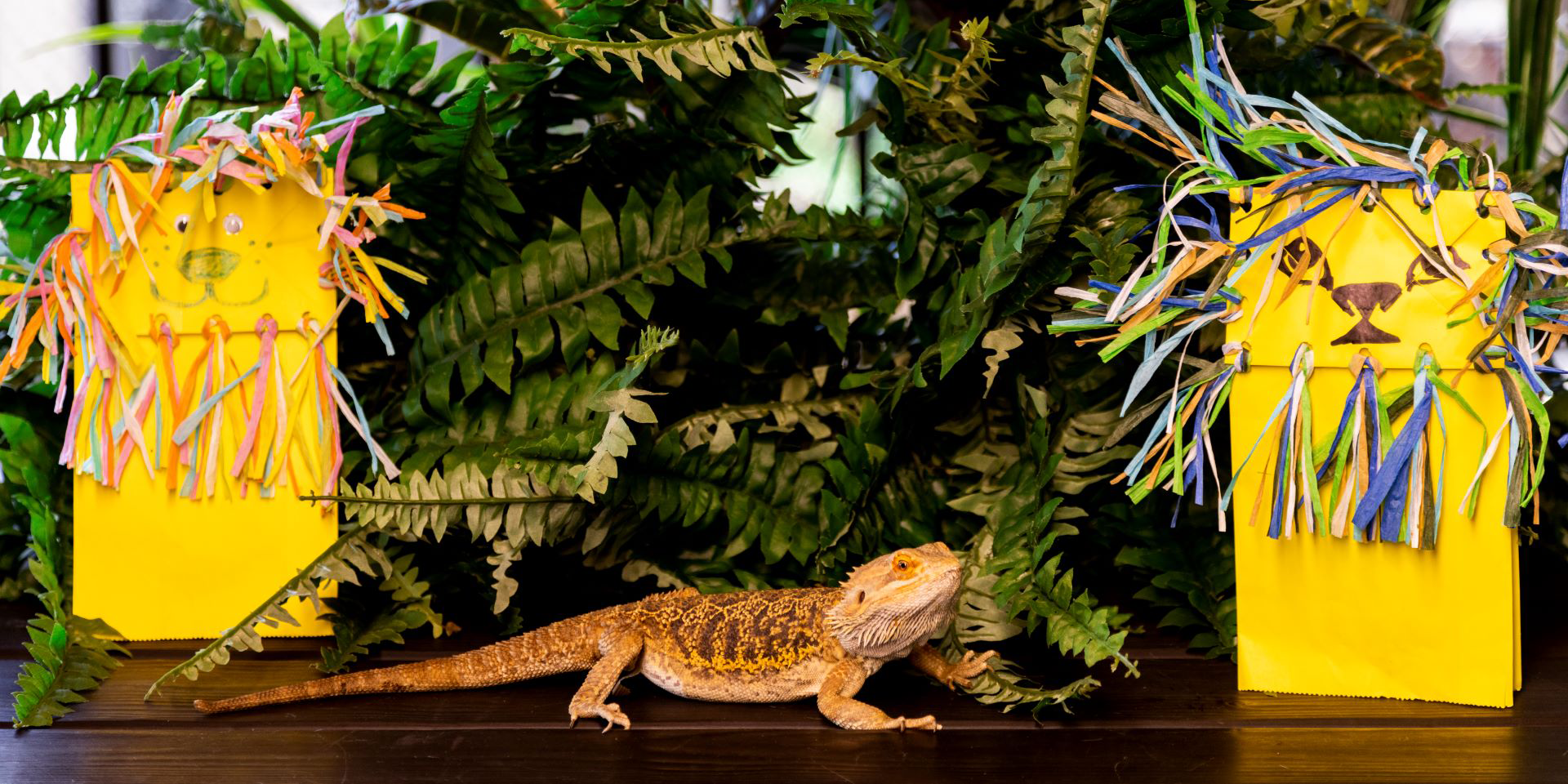 lizard