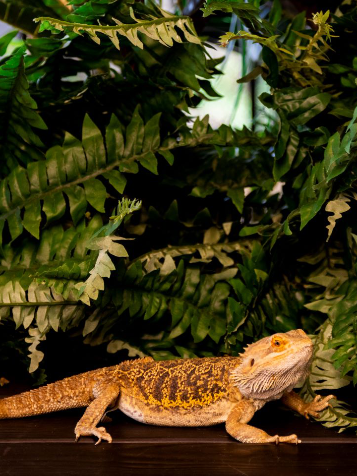 lizard
