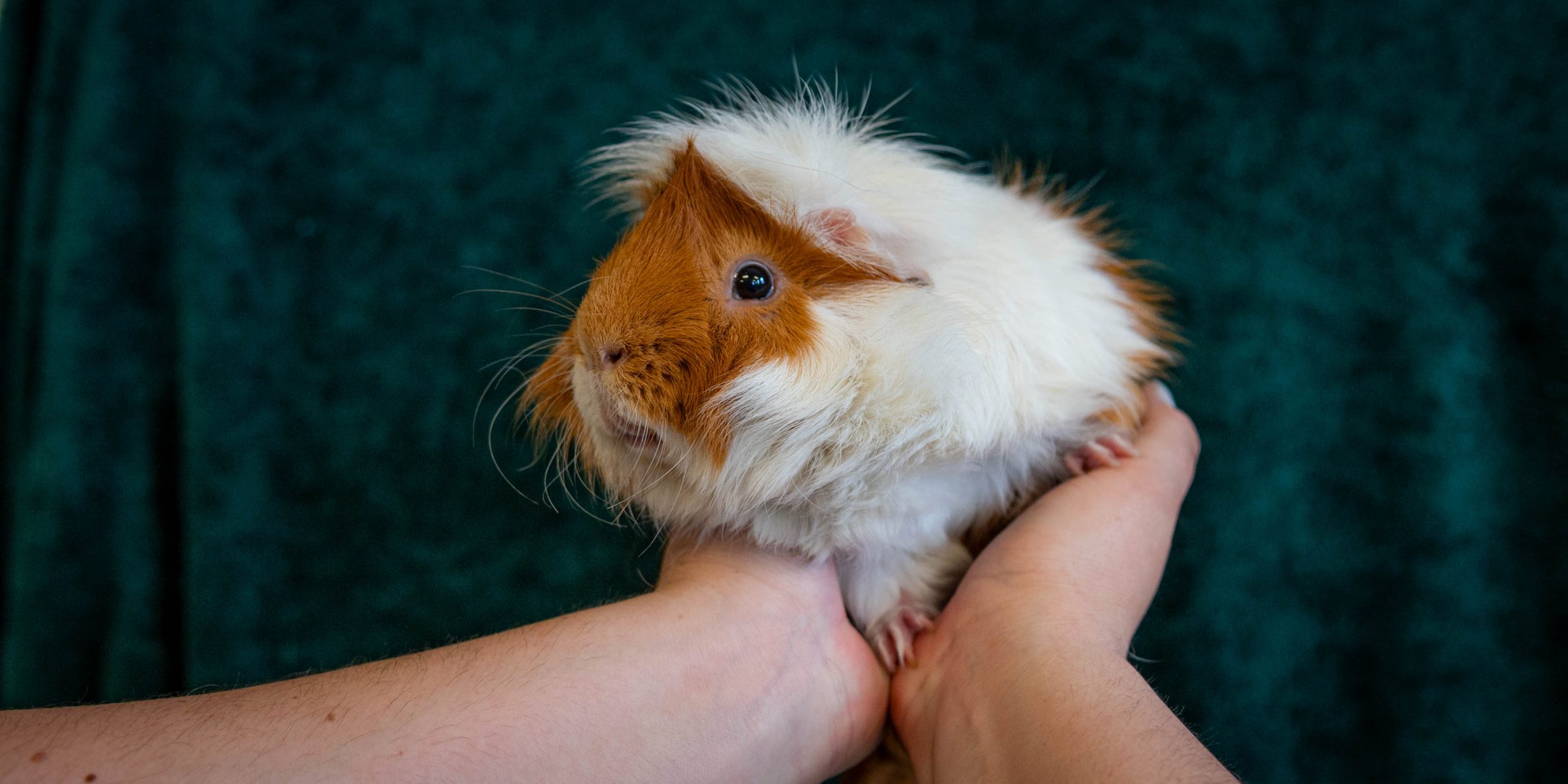 Two hands holding a brown and white guinea pig with a dark green backdrop behind.