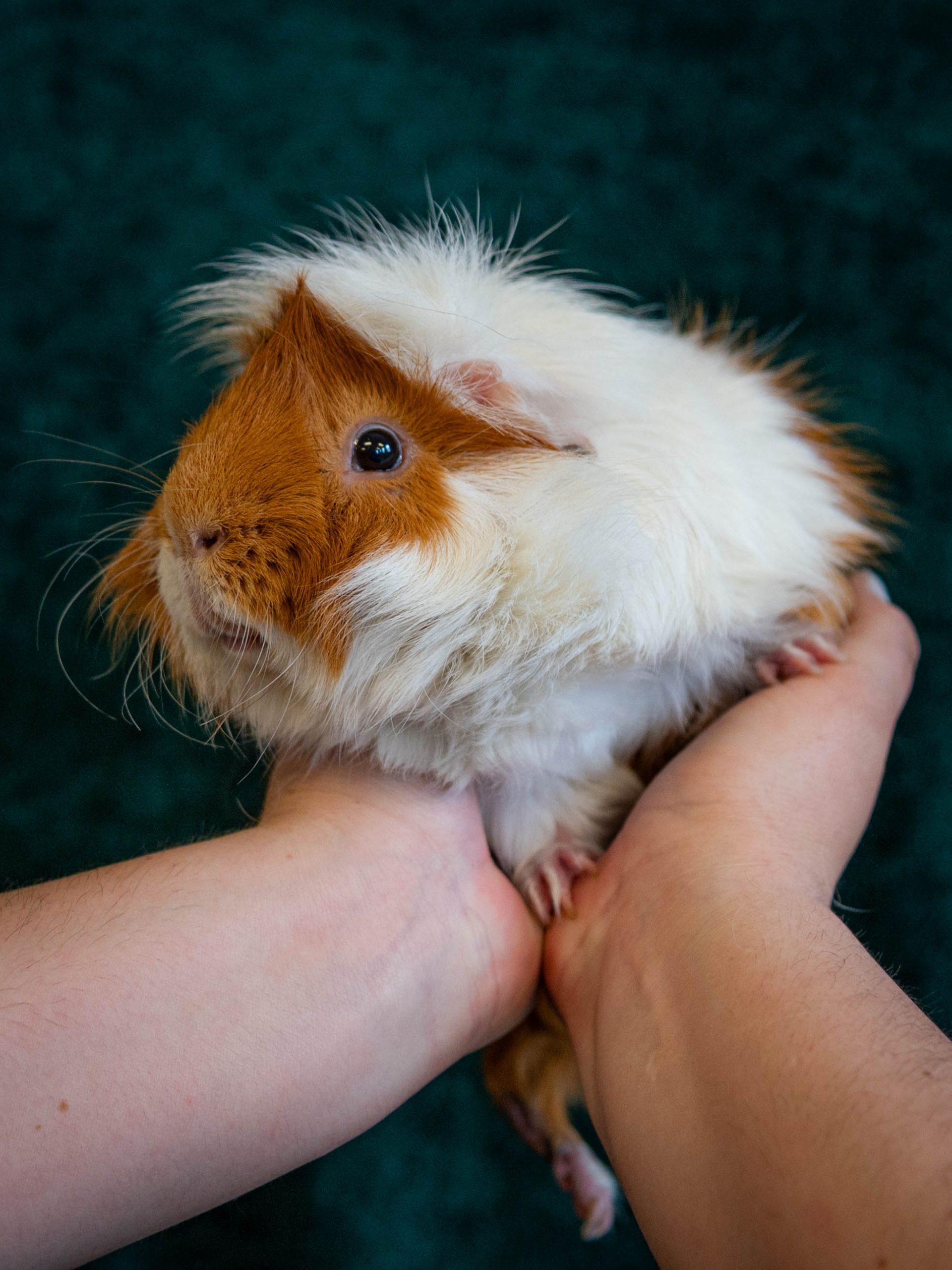 Two hands holding a brown and white guinea pig with a dark green backdrop behind.
