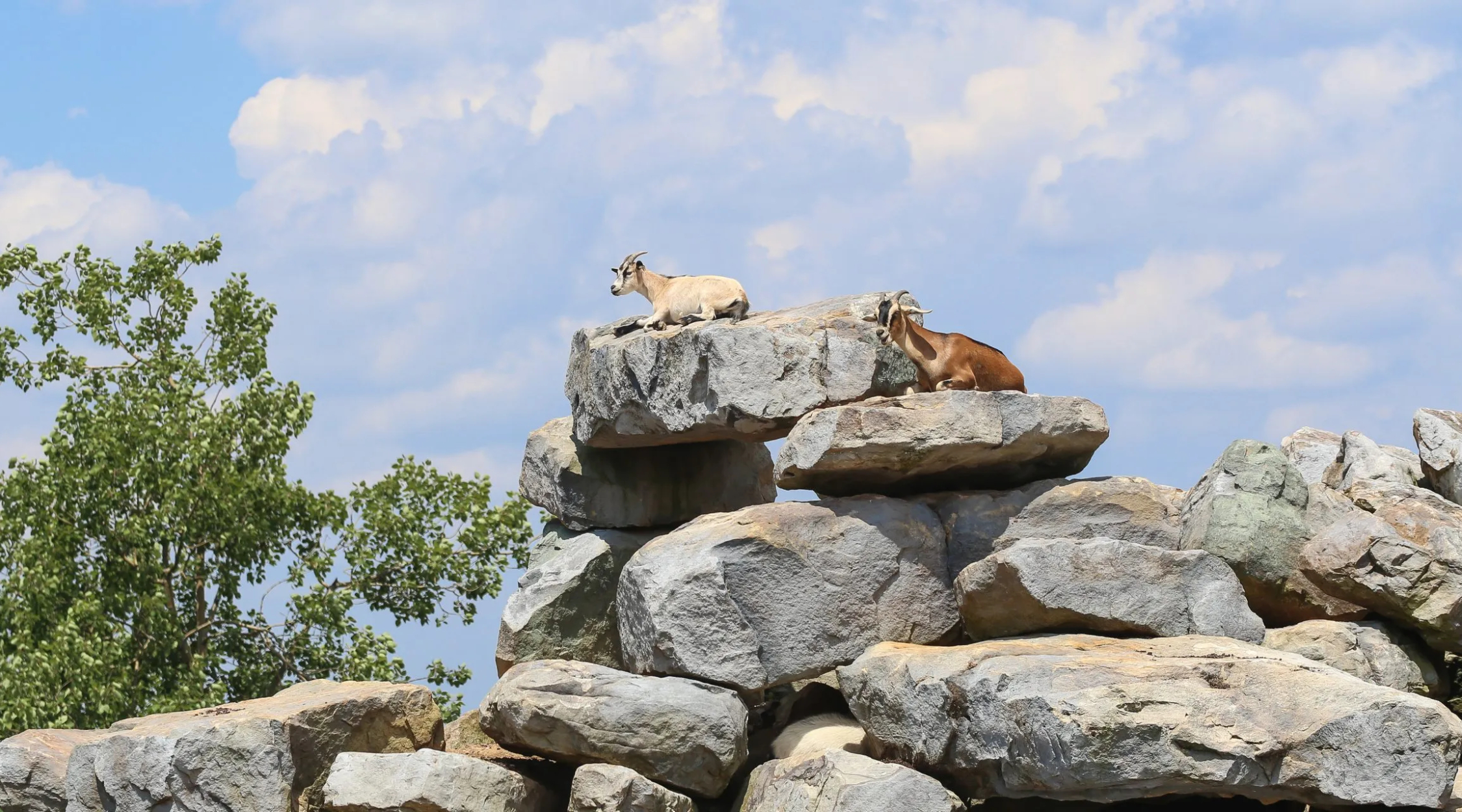 Two goats are lying down on top of a pile of large rocks under a partly cloudy, blue sky.